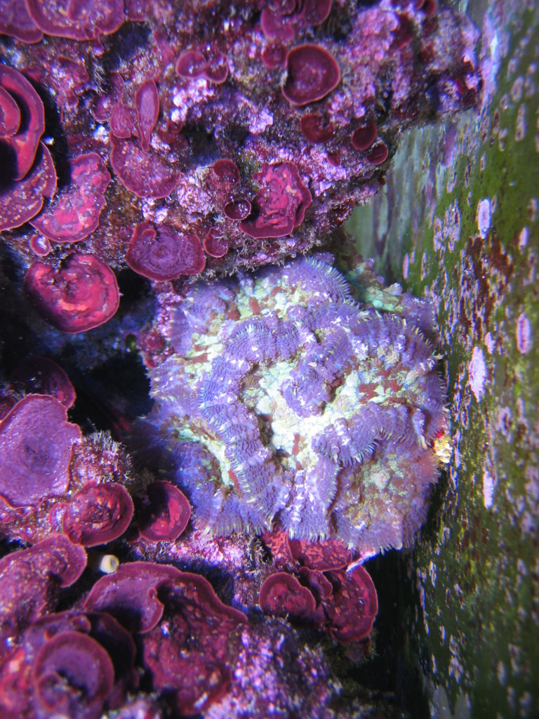 Rhodactis inchoata